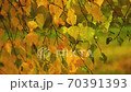 Yellowed autumn leaves swing on hanging birch branches close up 70391393