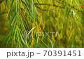 Thin leaves of a tree swaying in the wind against a background of autumn colors close up 70391451