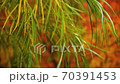 Thin leaves of a tree swaying in the wind against a background of autumn colors close up 70391453