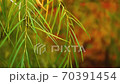 Thin leaves of a tree swaying in the wind against a background of autumn colors close up 70391454