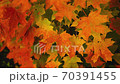 Red and Yellow maple leaves sway in a gentle breeze close up 70391455