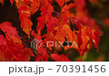 Red autumn leaves of a tree sway in a gentle breeze close up 70391456