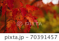 Red autumn leaves of a tree sway in a gentle breeze close up 70391457