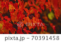 Red autumn leaves of a tree sway in a gentle breeze close up 70391458