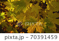 Yellowed maple leaves sway in a gentle breeze close up 70391459