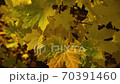 Yellowed maple leaves sway in a gentle breeze close up 70391460