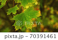 Yellowed maple leaves sway in a gentle breeze close up 70391461