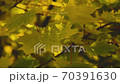 Yellowed maple leaves sway in a gentle breeze close up 70391630