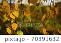 Yellowed autumn leaves swing on hanging birch branches close up 70391632