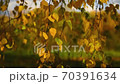 Yellowed autumn leaves swing on hanging birch branches close up 70391634