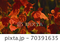 Red autumn leaves of a tree sway in a gentle breeze close up 70391635