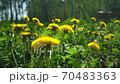 Many Beautiful Yellow Dandelions Stir in the Wind on a Sunny Spring Day. Nature Awakening Concept 70483363