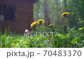 Many Yellow Beautiful Dandelions Blossoming in the Wind, in the background Country house and grass 70483370