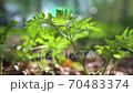 Lush green fern sways in the wind blowing through the serene forest. Bright spring sun rays shine on a fern plant swaying deep 70483374