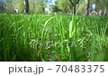 Natural meadow grass slowly swayed by wind blow. It waving along wind breeze. The beautiful green swaying grass field is relaxing romantic. Green environment concept 70483375