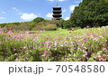 Autumn in Kibiji: Scenery of Kokubunji Temple and cosmos 70548580