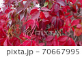 Red vine grape leaves swaying in the wind 70667995