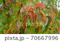 Autumn withered colored pear leaves shiver in the wind during the day. 70667996