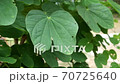 Spring nature, green bushes and grass, moved by a weak gust of wind 70725640