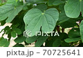 Spring nature, green bushes and grass, moved by a weak gust of wind 70725641