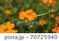 Cosmos 70725940