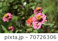 Sinia 70726306
