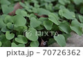 leaf  70726362