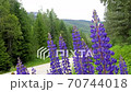 Lupine flowers 70744018