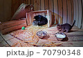 Mother Cat Licks and Feeds Kittens 70790348