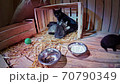 Black Mother Cat Feeding Kittens 70790349