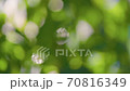 Abstract blurred green leaves bokeh background. Sun breaks through the green foliage. Out of focus 70816349