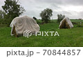 Two old-fashioned stacks of straw with a plastic drape over them blowing in the wind 70844857