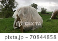 An old-fashioned stack of straw with a plastic drape over it blowing in the wind 70844858