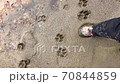 Careful walking in deep mud at the edge of the lake / pond where dog tracks are found 70844859