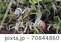 Two little snails are next to each other on the plant and one is trying to reach the other 70844860