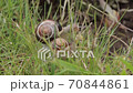 The bigger and smaller snails are side by side on the grass, exploring the world around them 70844861