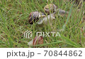 Two snails remain on the stems of the next plants, one trying to approach the other with tentacle 70844862