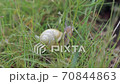 The little snail looks around in the tall wet grass and decides which way to go 70844863