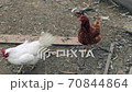 Brown rooster stands in place not knowing what to do, eventually decides to go away 70844864