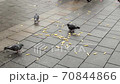 Pigeons are eating on the street on the pavement in the city fries spilled to the ground 70844866