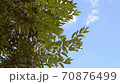 Sky and leaves 70876499