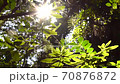 Sunlight leaves and leaves 70876872