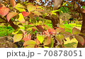 Autumn leaves 70878051