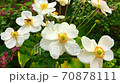 Shumayigiku 70878111