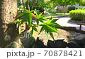 Autumn leaves 70878421