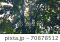 The trees  70878512