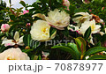 Camellia 70878977