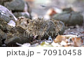 Horse flies do too well on horse shit 70910458
