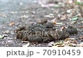 Horse flies do too well on horse shit 70910459