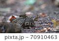 Horse flies do too well on horse shit 70910463